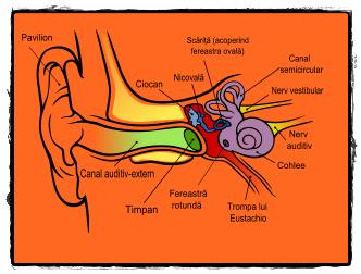 Boli ale urechii mijlocii
